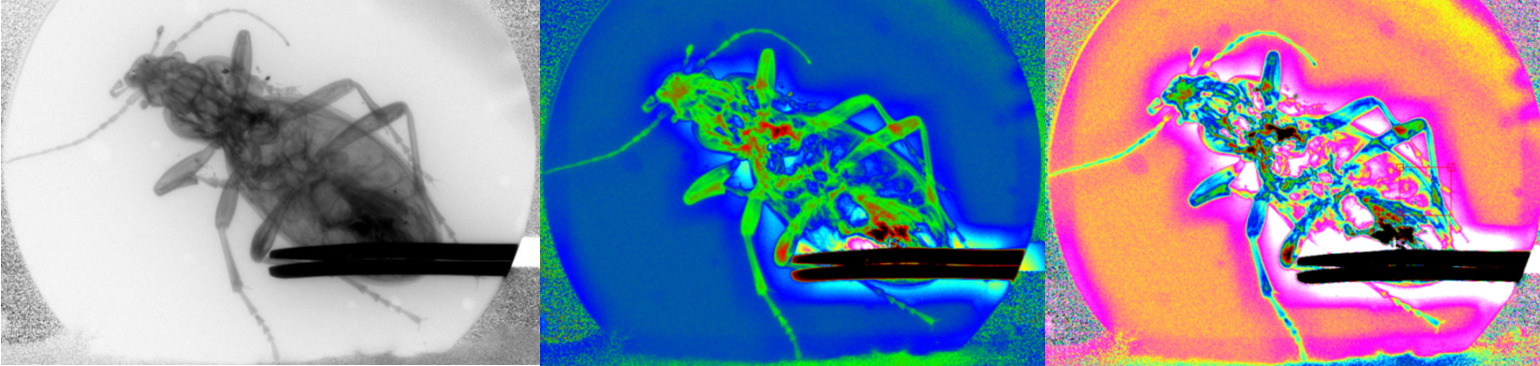 Käfer-Scan mit dem SMOC_HR-Detektor (Standardbild und Pseudofarbe).